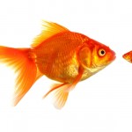 Mobility: How to Make Small Companies Seem Big and Big Companies Seem Small