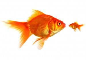 Mobility allows Small Companies and Large Companies to change perception with Mobility Management.